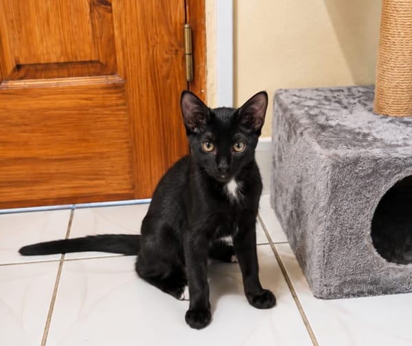 BLACKY, chaton mâle européen