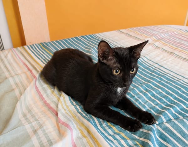 BLACKY, chaton mâle européen