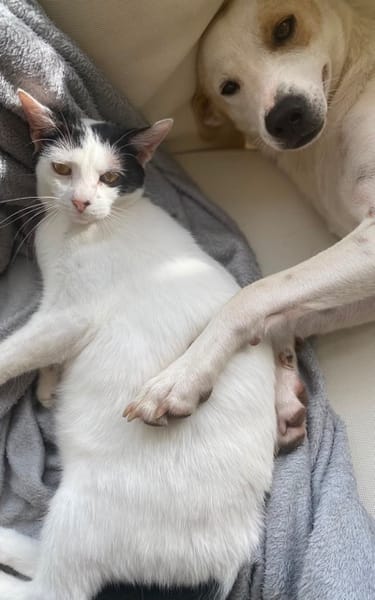 KALICY, chat femelle européen, junior