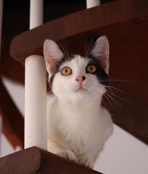 KALICY, chat femelle européen, junior