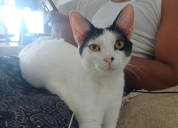 KALICY, chat femelle européen, junior