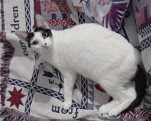 KALICY, chat femelle européen, junior