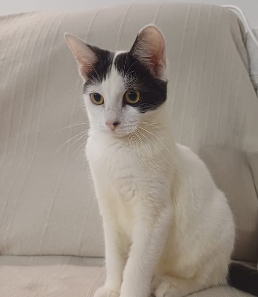 KALICY, chat femelle européen, junior
