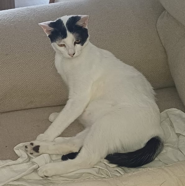 KALICY, chat femelle européen, junior