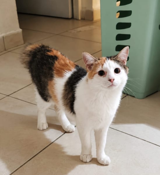 MINA, chat femelle type européen, junior
