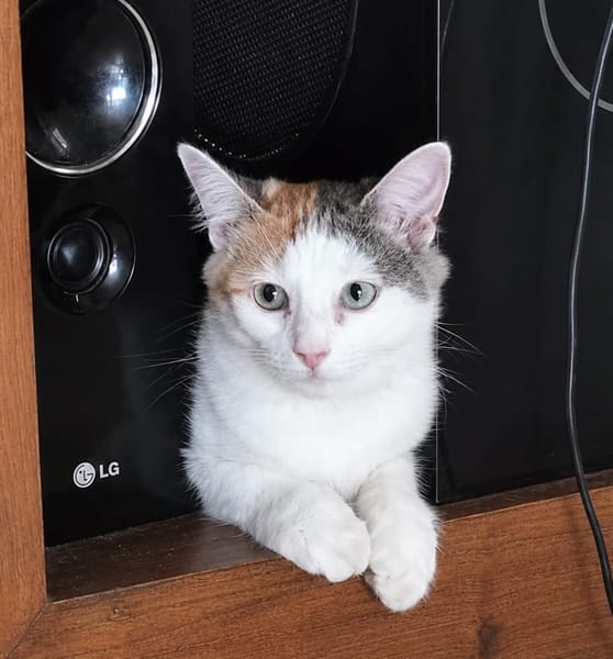 MINA, chat femelle type européen, junior