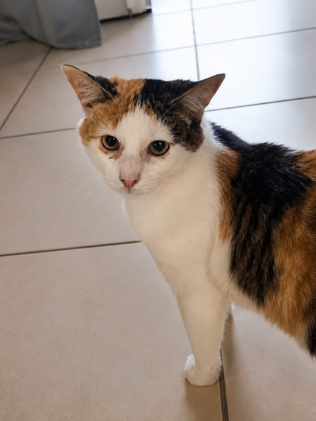 MINA, chat femelle type européen, junior