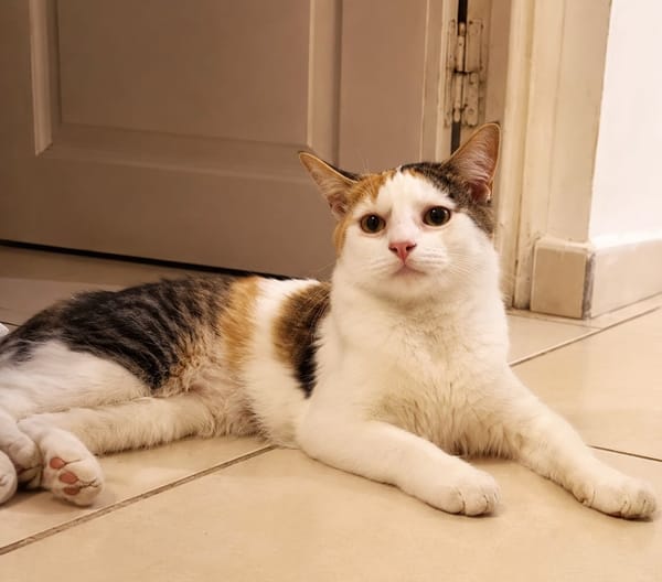 MINA, chat femelle type européen, junior
