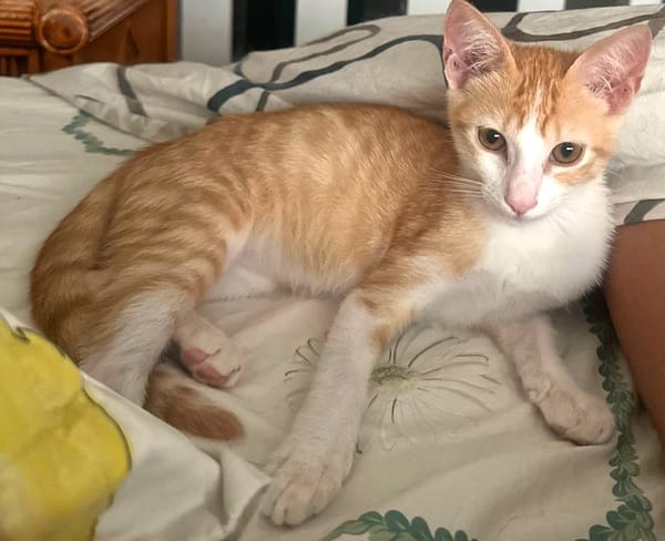 JOSE, Chaton mâle type européen