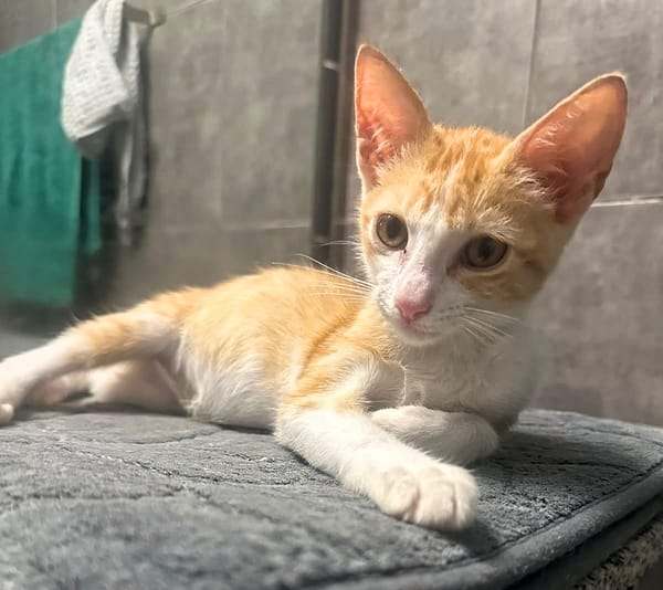 JOSE, Chaton mâle type européen
