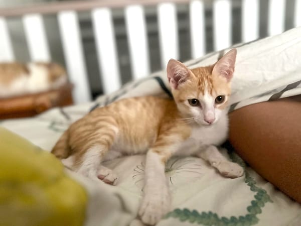 JOSE, Chaton mâle type européen