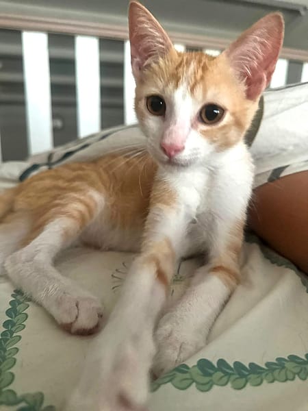 JOSE, Chaton mâle type européen