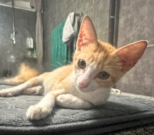 JOSE, Chaton mâle type européen