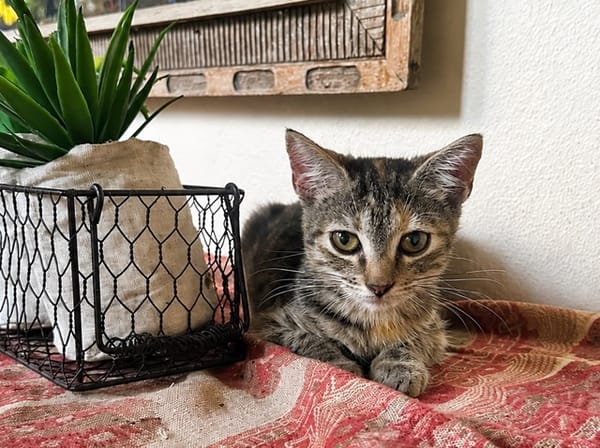 LINE, chaton femelle type Européen