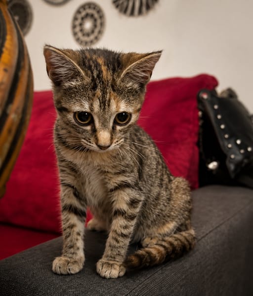 LINE, chaton femelle type Européen