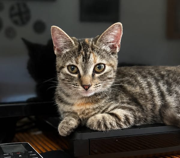 LINE, chaton femelle type Européen