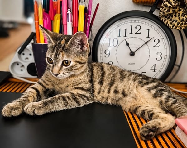 LINE, chaton femelle type Européen