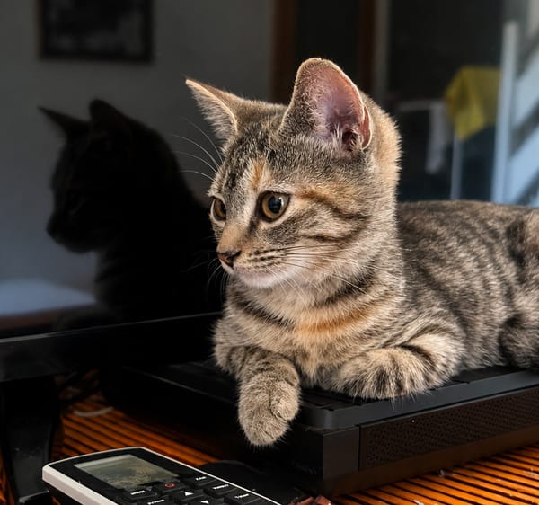 LINE, chaton femelle type Européen