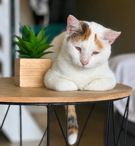 PARIS, chatte type européen