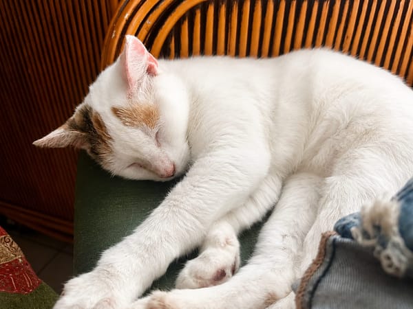 PARIS, chatte type européen