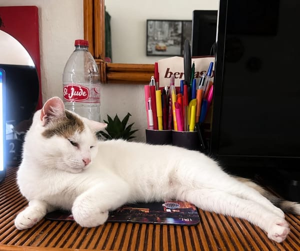 PARIS, chatte type européen