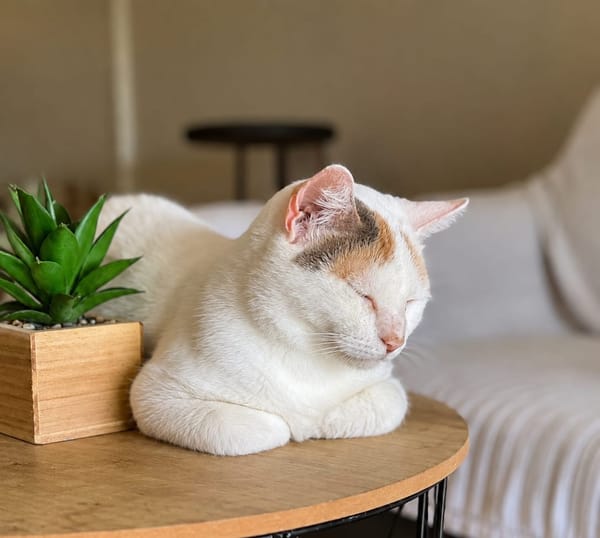 PARIS, chatte type européen
