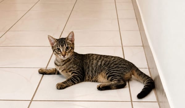 KATE, chaton femelle européen
