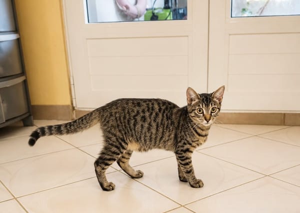 KATE, chaton femelle européen