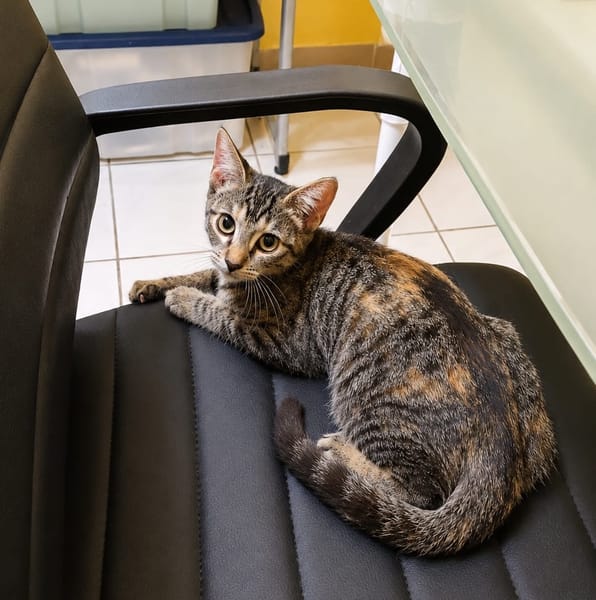 KATE, chaton femelle européen