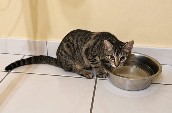 KATE, chaton femelle européen