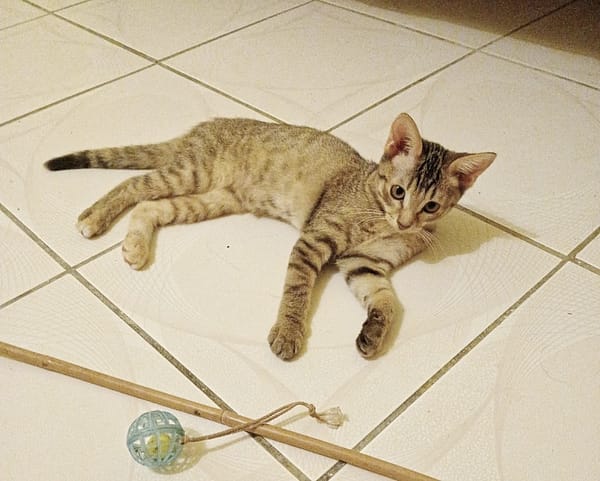 LIZZY, chaton femelle junior européen