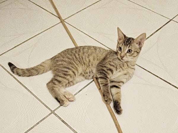 LIZZY, chaton femelle junior européen