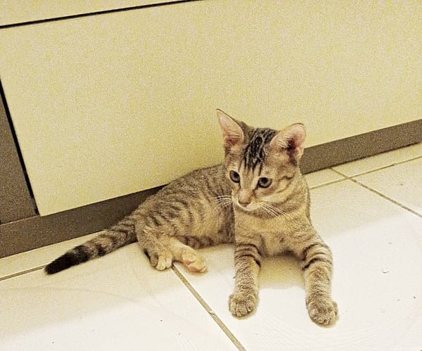 LIZZY, chaton femelle junior européen