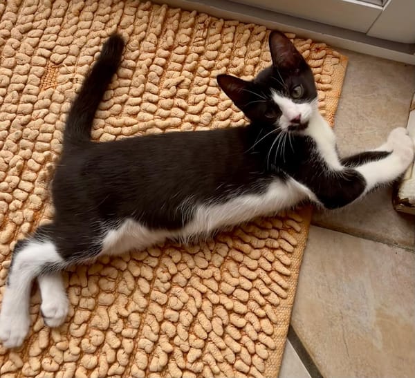 MYO, chaton mâle européen
