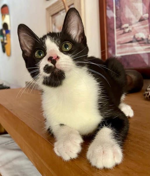 MYO, chaton mâle européen