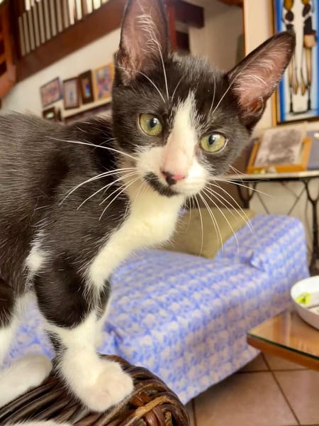 MYO, chaton mâle européen