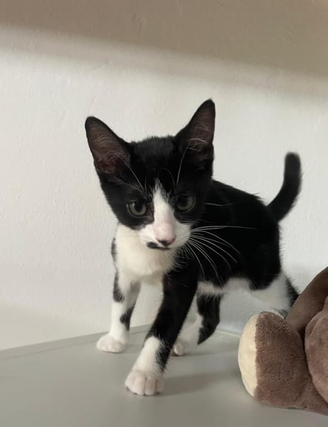 MYO, chaton mâle européen