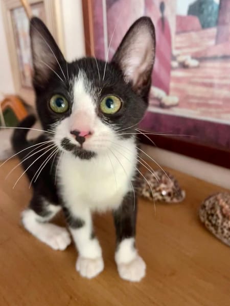 MYO, chaton mâle européen