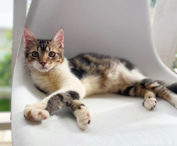BARNABÉ, chaton type européen mâle