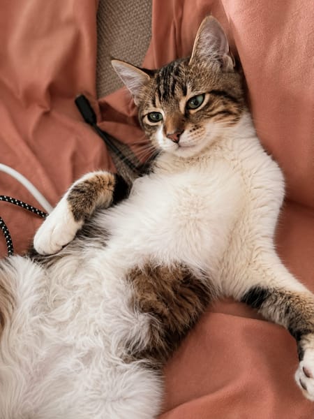 BARNABÉ, chaton type européen mâle