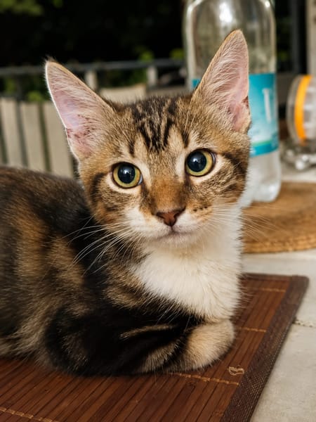 BARNABÉ, chaton type européen mâle