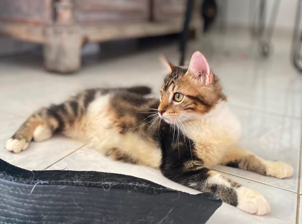 BARNABÉ, chaton type européen mâle