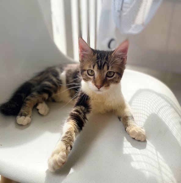 BARNABÉ, chaton type européen mâle