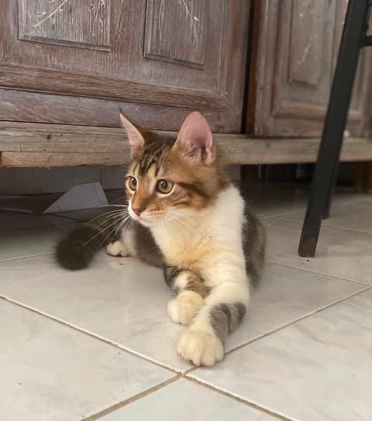 BARNABÉ, chaton type européen mâle