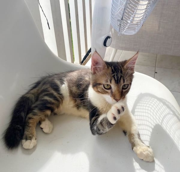 BARNABÉ, chaton type européen mâle