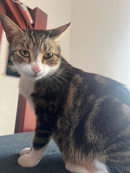 BONBONETTE, chatte européenne adulte