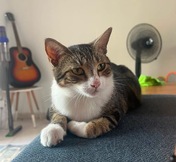 BONBONETTE, chatte européenne adulte