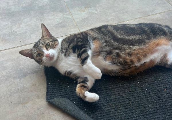 BONBONETTE, chatte européenne adulte