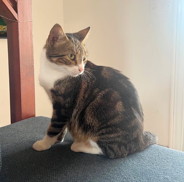 BONBONETTE, chatte européenne adulte