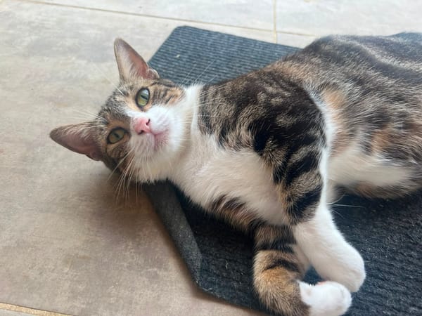 BONBONETTE, chatte européenne adulte